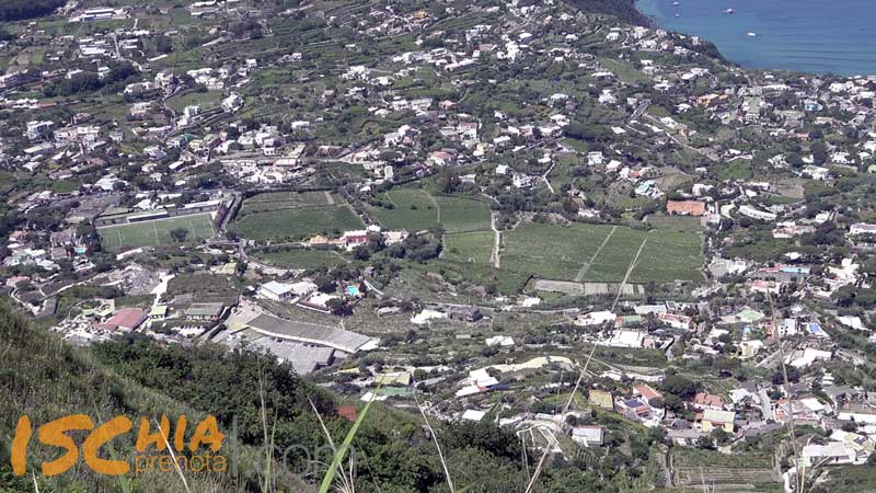 Vigneti Ischia D'Ambra